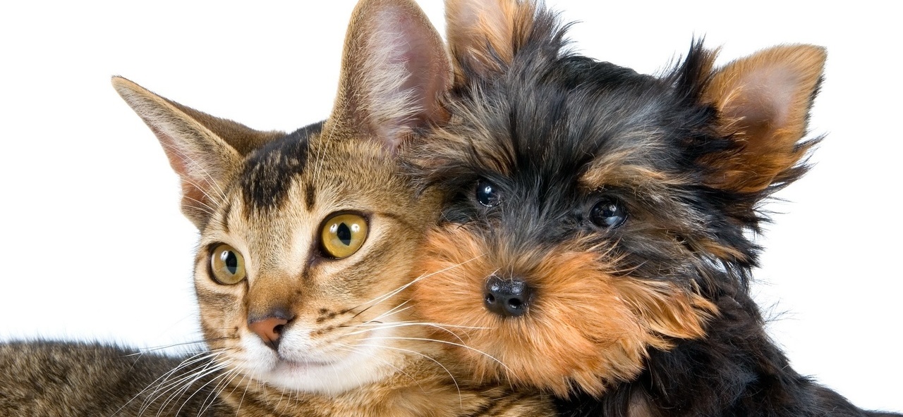 Доска объявлений о животных | ЗооТом - продажа, вязка и услуги для животных в Катайске