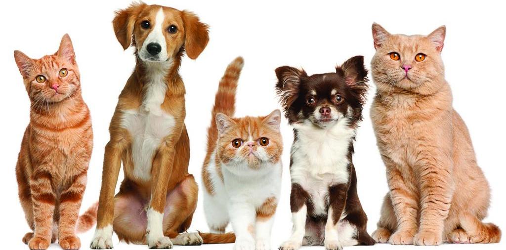 Доска объявлений о животных | ЗооТом - продажа, вязка и услуги для животных в Катайске