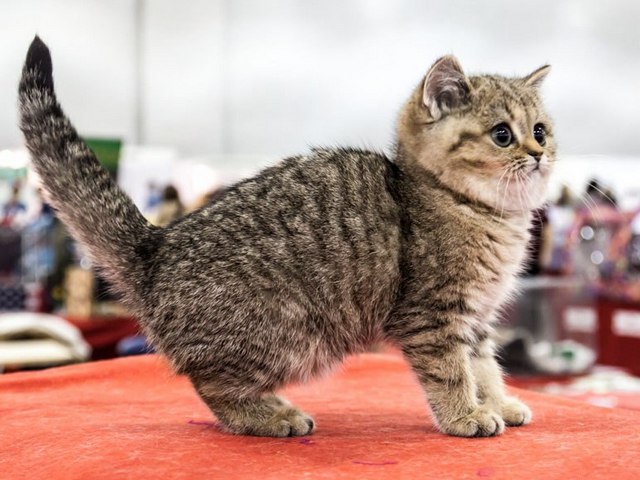 Породы кошек в Катайске | ЗооТом портал о животных