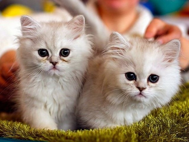 Породы кошек в Катайске | ЗооТом портал о животных