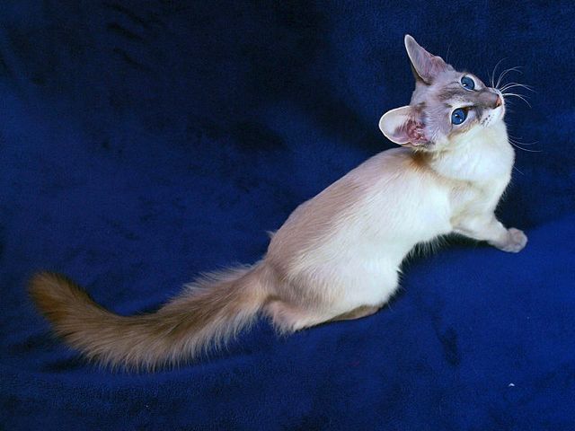 Выведенные породы кошек в Катайске | ЗооТом портал о животных