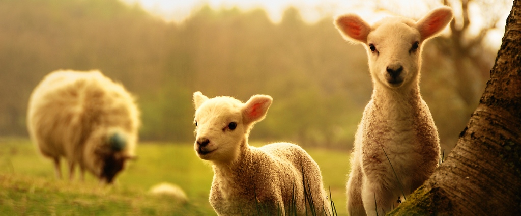 Объявления о сельскохозяйственных животных | ЗооТом - продажа, вязка и услуги для животных в Катайске