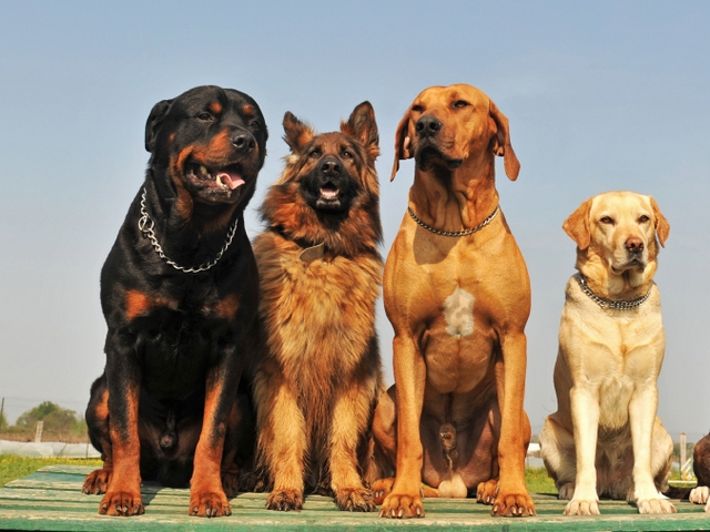 Крупные породы собак в Катайске | ЗооТом портал о животных