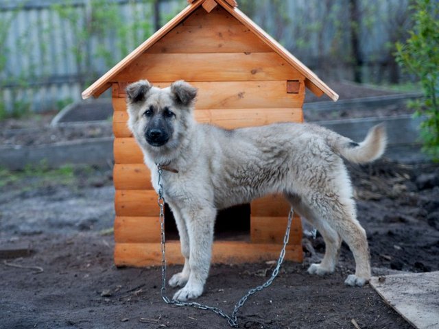 Все о собаках в Катайске Все о собаках в Катайске